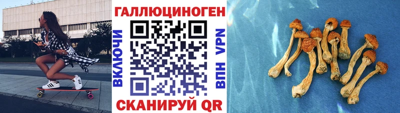Псилоцибиновые грибы Cubensis Новокубанск